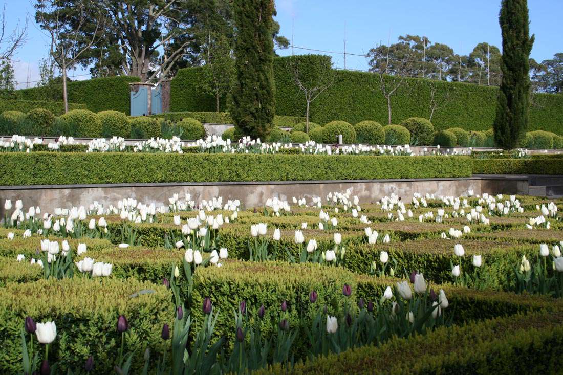 Paul Bangay Stonefields parterre tulips